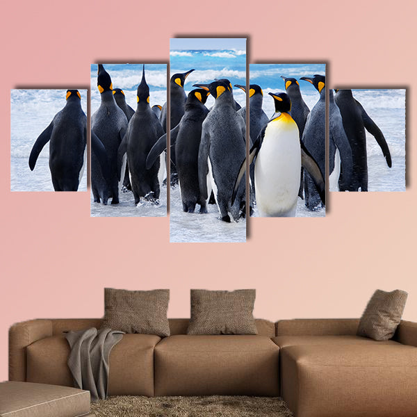 King Penguins heading to the water in the Falkland Islands multi panel canvas wall art