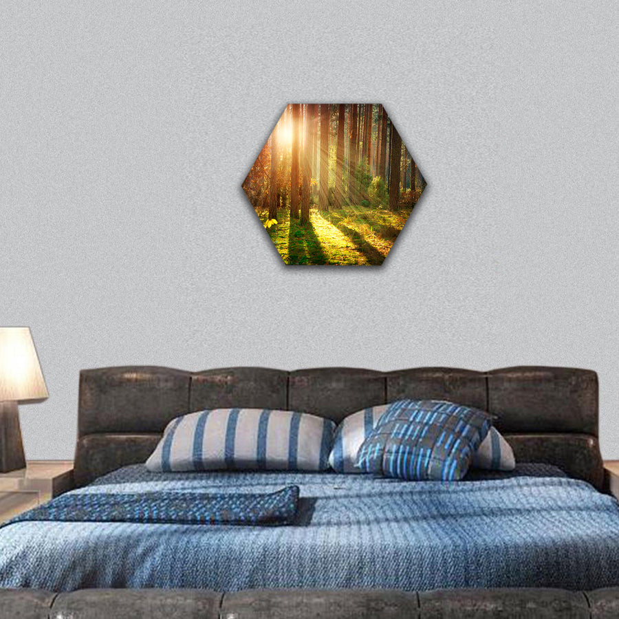 Misty Old Forest Autumn Woods hexagonal canvas wall art