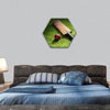 Cricket bat and ball on green grass of cricket pitch hexagonal canvas wall art