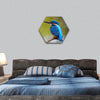 blue Kingfisher bird, male Common Kingfisher hexagonal canvas wall art