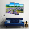 Lavender field in the summer in Tihany, Hungary Multi Panel Canvas Wall Art