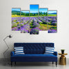 Lavender field in the summer in Tihany, Hungary Multi Panel Canvas Wall Art