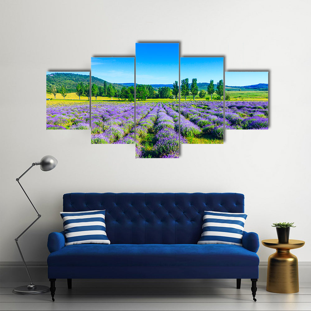 Lavender field in the summer in Tihany, Hungary Multi Panel Canvas Wall Art