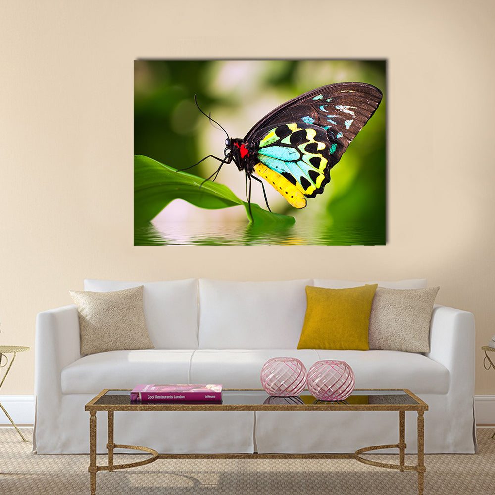 A beautiful male Cairns Birdwing Butterfly (Ornithoptera euphorion) Multi Panel Canvas Wall Art