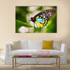 A beautiful male Cairns Birdwing Butterfly (Ornithoptera euphorion) Multi Panel Canvas Wall Art