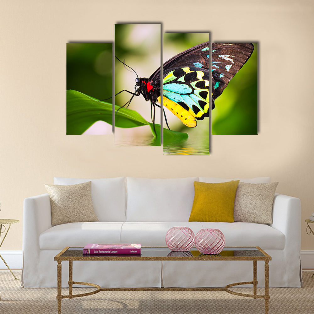 A beautiful male Cairns Birdwing Butterfly (Ornithoptera euphorion) Multi Panel Canvas Wall Art