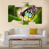 A beautiful male Cairns Birdwing Butterfly (Ornithoptera euphorion) Multi Panel Canvas Wall Art