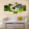 A beautiful male Cairns Birdwing Butterfly (Ornithoptera euphorion) Multi Panel Canvas Wall Art