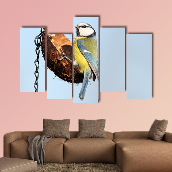 Hungry blue tit parus caeruleus standing feeder multi panel canvas wall art
