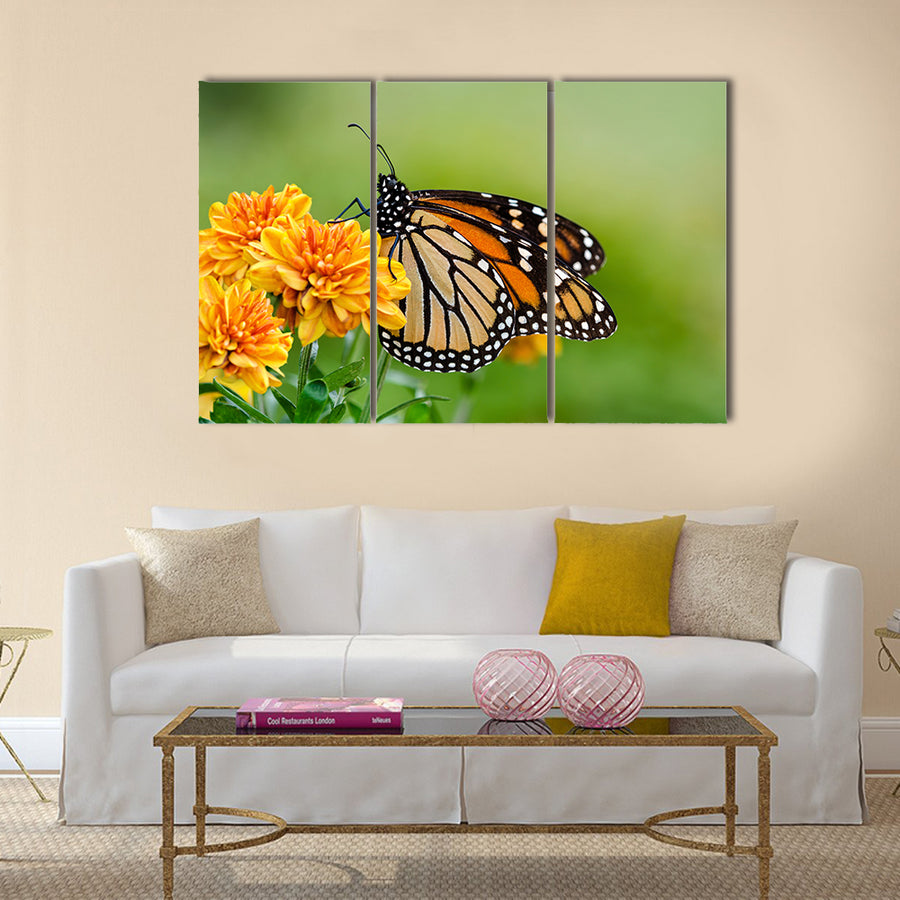 Monarch butterfly (Danaus plexippus) on orange garden flowers Multi Panel Canvas Wall Art
