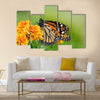 Monarch butterfly (Danaus plexippus) on orange garden flowers Multi Panel Canvas Wall Art