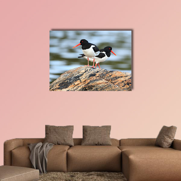 Haematopus ostralegus, Eurasian Oystercatcher multi panel canvas wall art