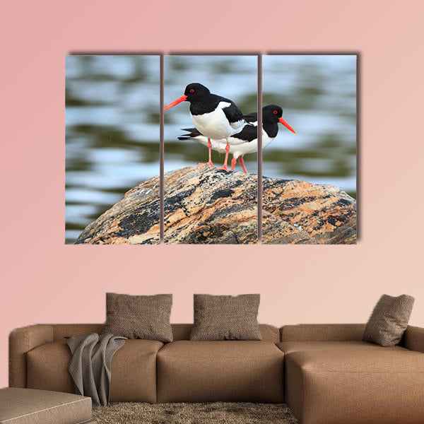 Haematopus ostralegus, Eurasian Oystercatcher. The photo was taken in canvas wall art