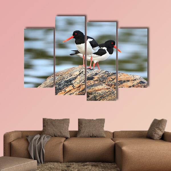 Haematopus ostralegus, Eurasian Oystercatcher. The photo was taken in canvas wall art