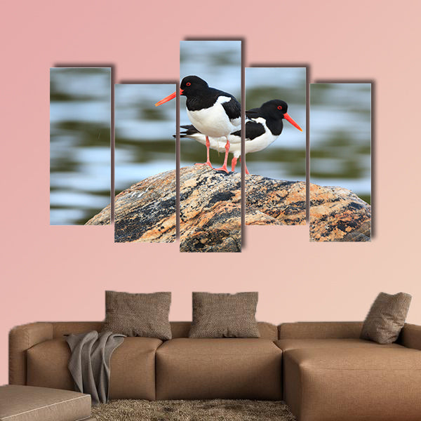 Haematopus ostralegus, Eurasian Oystercatcher multi panel canvas wall art