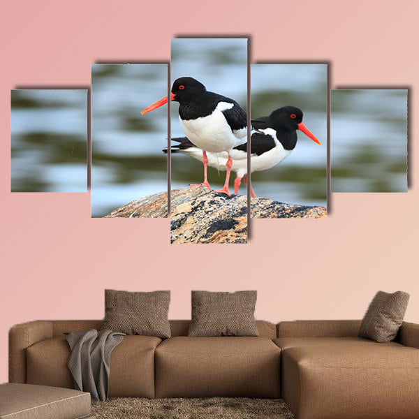 Haematopus ostralegus, Eurasian Oystercatcher. The photo was taken in canvas wall art