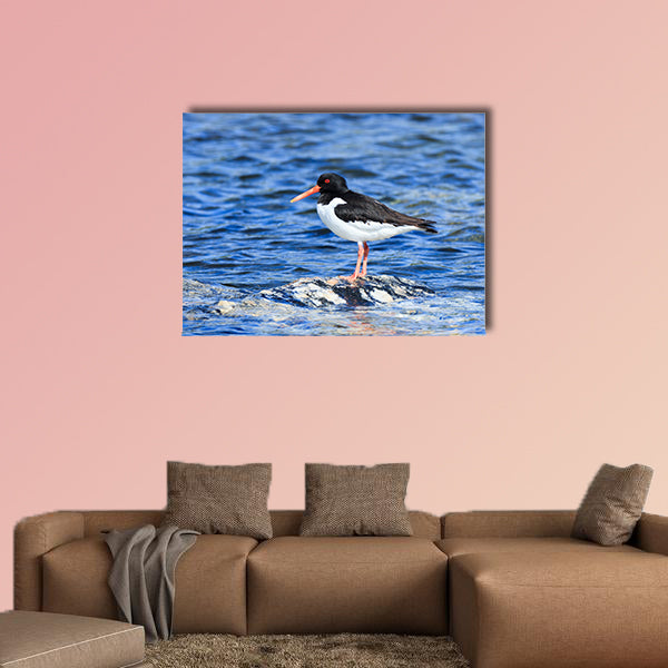 Eurasian oystercatcher multi panel canvas wall art