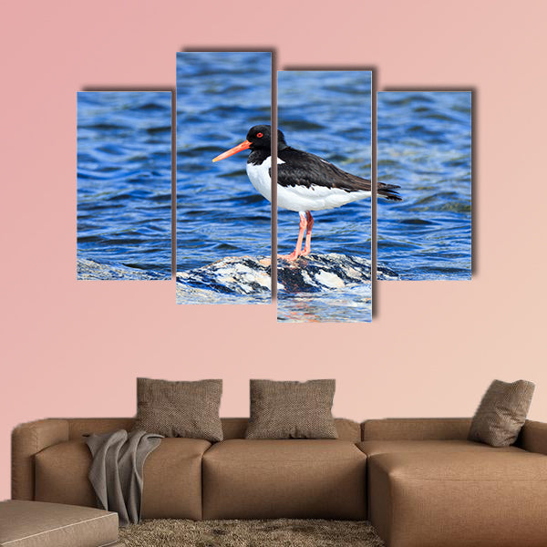 Eurasian oystercatcher multi panel canvas wall art