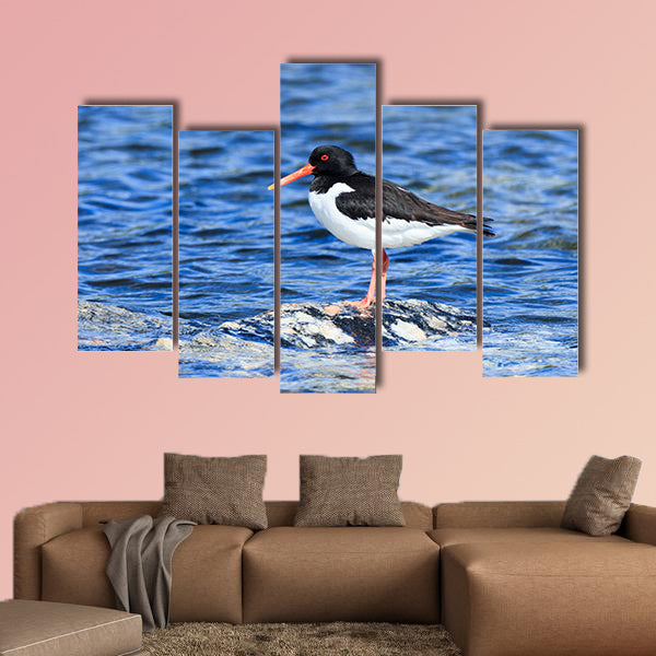 Eurasian oystercatcher multi panel canvas wall art