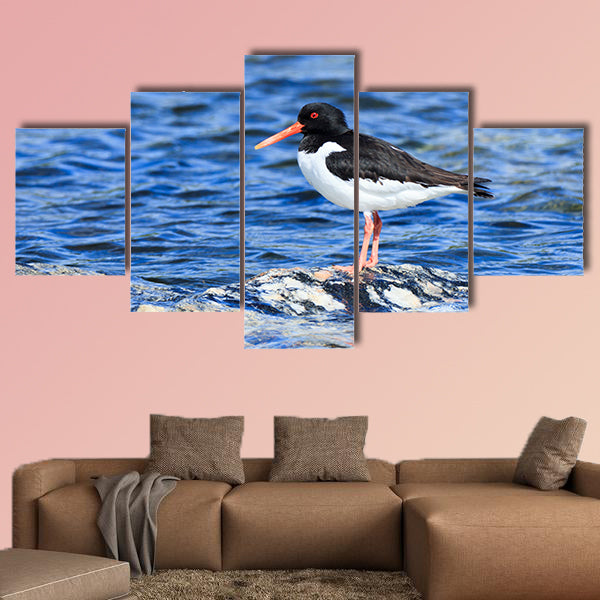 Eurasian oystercatcher multi panel canvas wall art