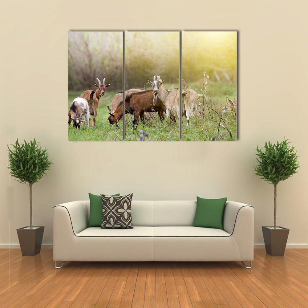 Herd of Alpine Goats Grazing on Meadow and Looking at Camera Multi Panel Canvas Wall Art