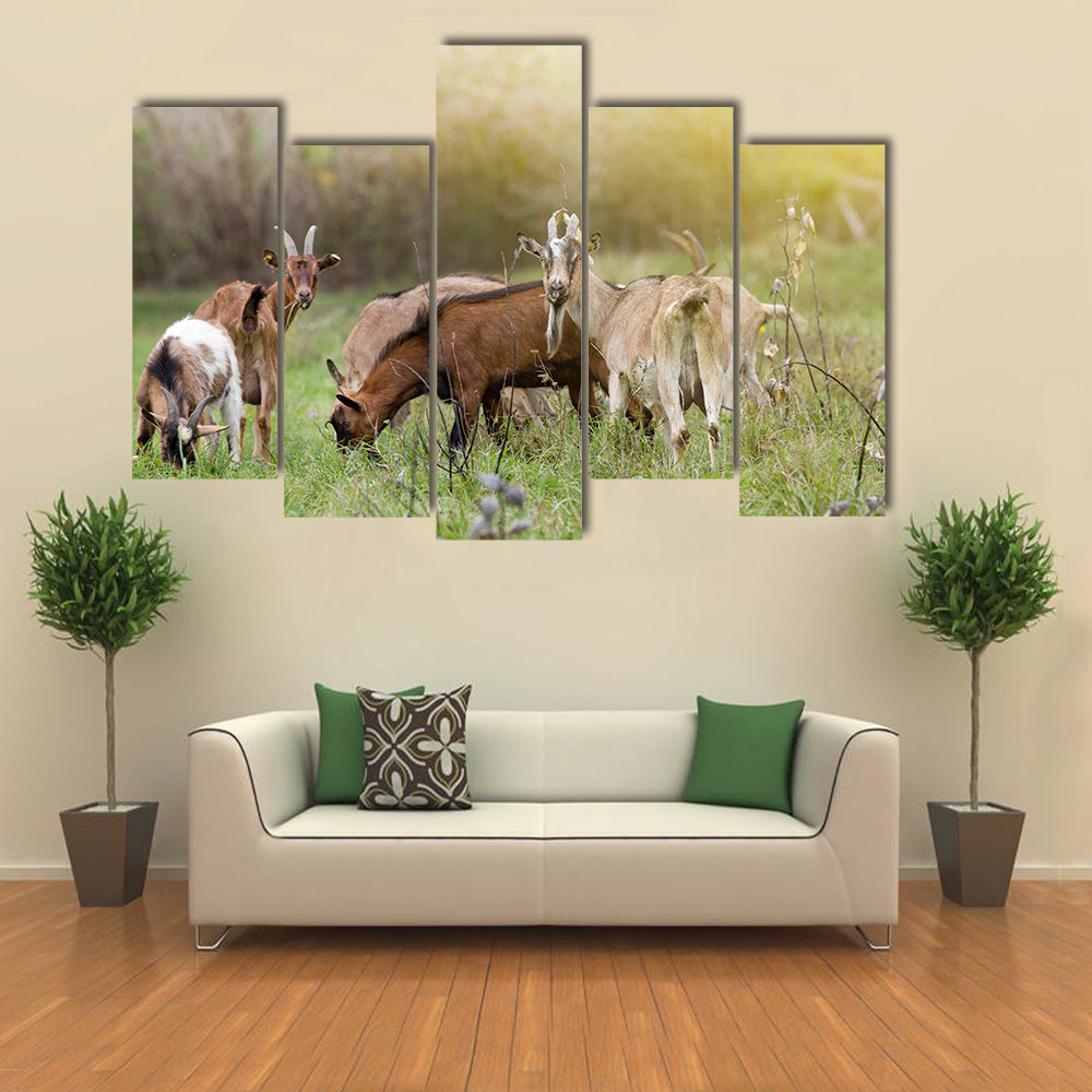 Herd of Alpine Goats Grazing on Meadow and Looking at Camera Multi Panel Canvas Wall Art