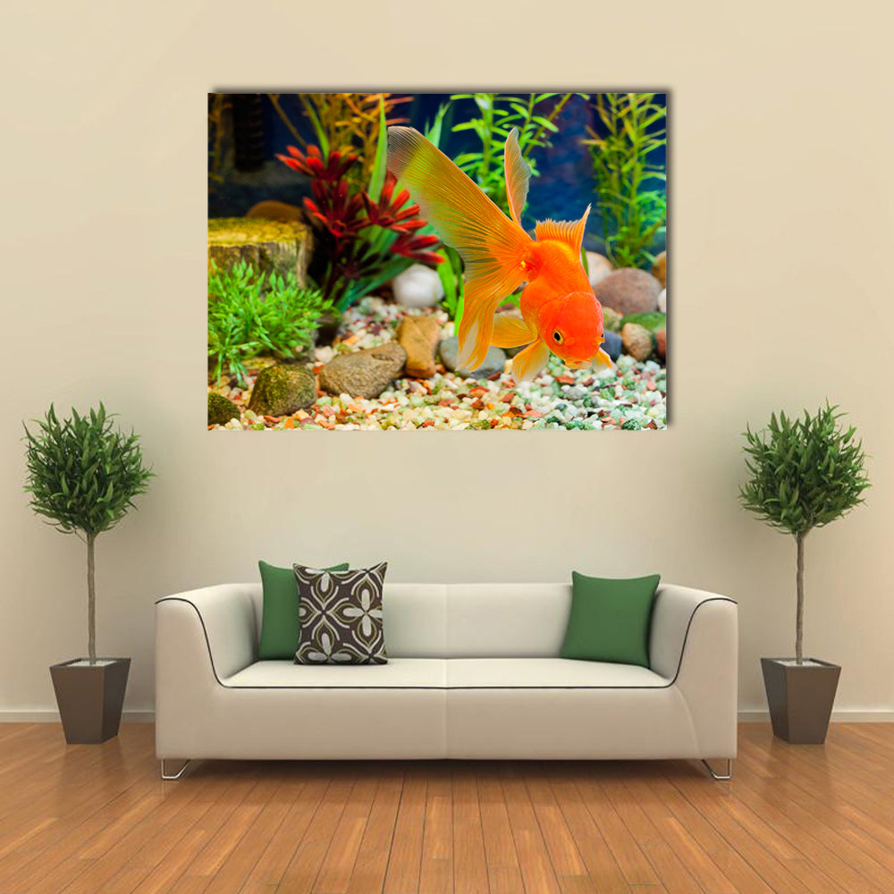 Red Fantail, Hardy Fancy Gold Fish in Planted Aquarium Multi Panel Canvas Wall Art