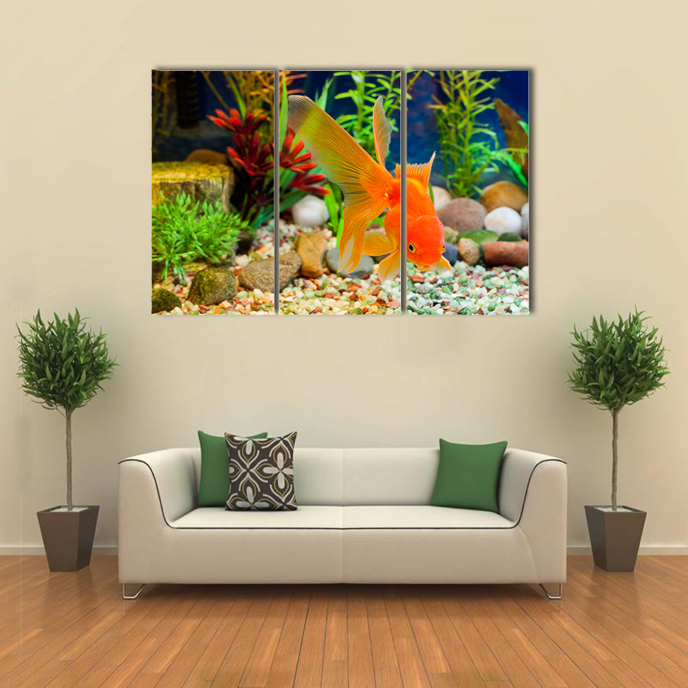 Red Fantail, Hardy Fancy Gold Fish in Planted Aquarium Multi Panel Canvas Wall Art