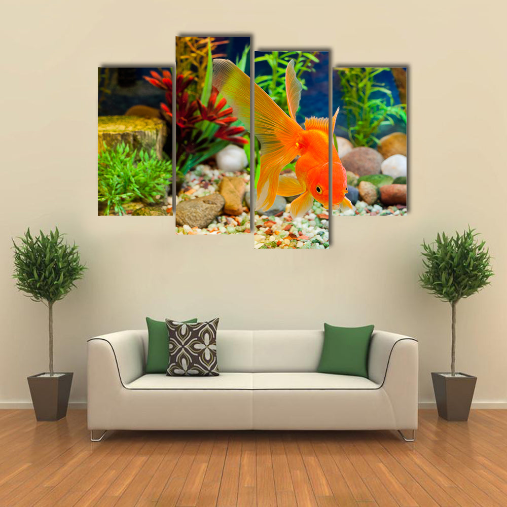 Red Fantail, Hardy Fancy Gold Fish in Planted Aquarium Multi Panel Canvas Wall Art