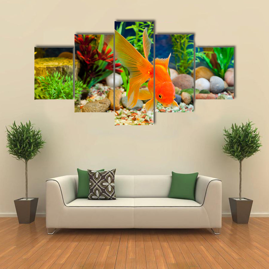 Red Fantail, Hardy Fancy Gold Fish in Planted Aquarium Multi Panel Canvas Wall Art