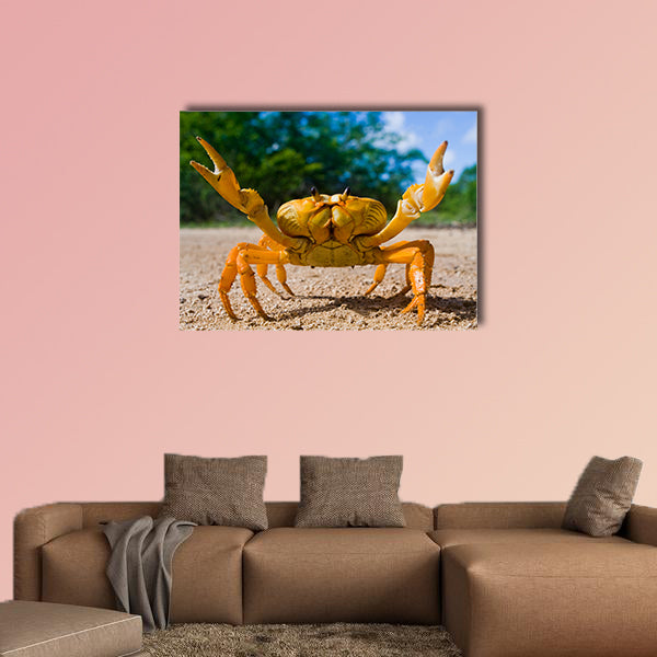 Land crab yellow in Cuba Canvas Wall Art