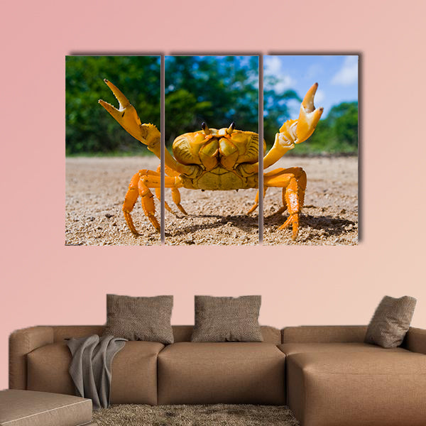 Land crab yellow in Cuba Canvas Wall Art