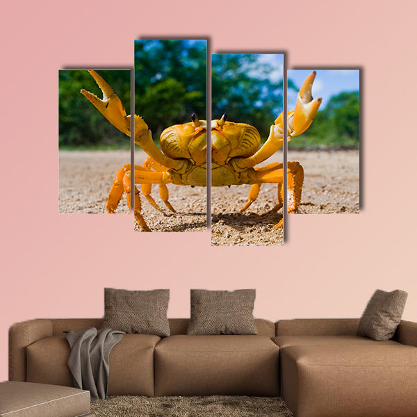 Land crab yellow in Cuba Canvas Wall Art