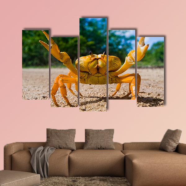 Land crab yellow in Cuba Canvas Wall Art
