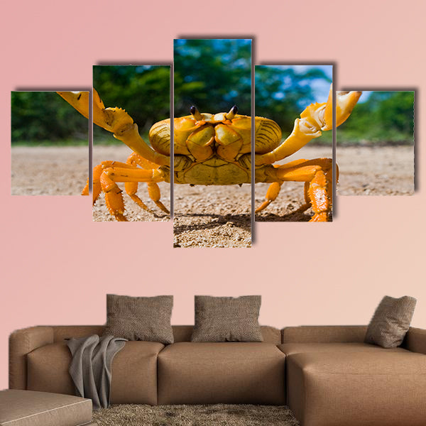 Land crab yellow in Cuba Canvas Wall Art