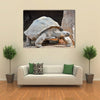 Giant Big Galapgos Earth Tortoise Turtle on the Floor Multi Panel Canvas Wall Art