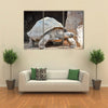 Giant Big Galapgos Earth Tortoise Turtle on the Floor Multi Panel Canvas Wall Art