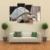 Giant Big Galapgos Earth Tortoise Turtle on the Floor Multi Panel Canvas Wall Art