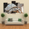 Giant Big Galapgos Earth Tortoise Turtle on the Floor Multi Panel Canvas Wall Art