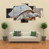 Giant Big Galapgos Earth Tortoise Turtle on the Floor Multi Panel Canvas Wall Art