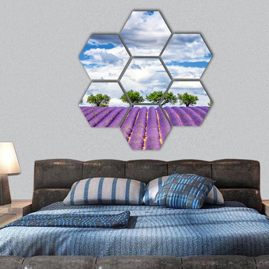 View of lavender field, France, Europe hexagonal canvas wall art