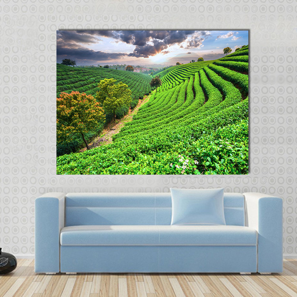 Tea Plantations under sky during sunset Multi panel canvas wall art