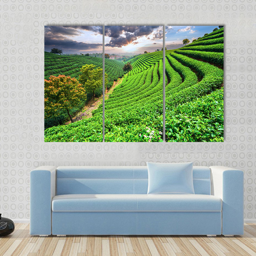 Tea Plantations under sky during sunset Multi panel canvas wall art