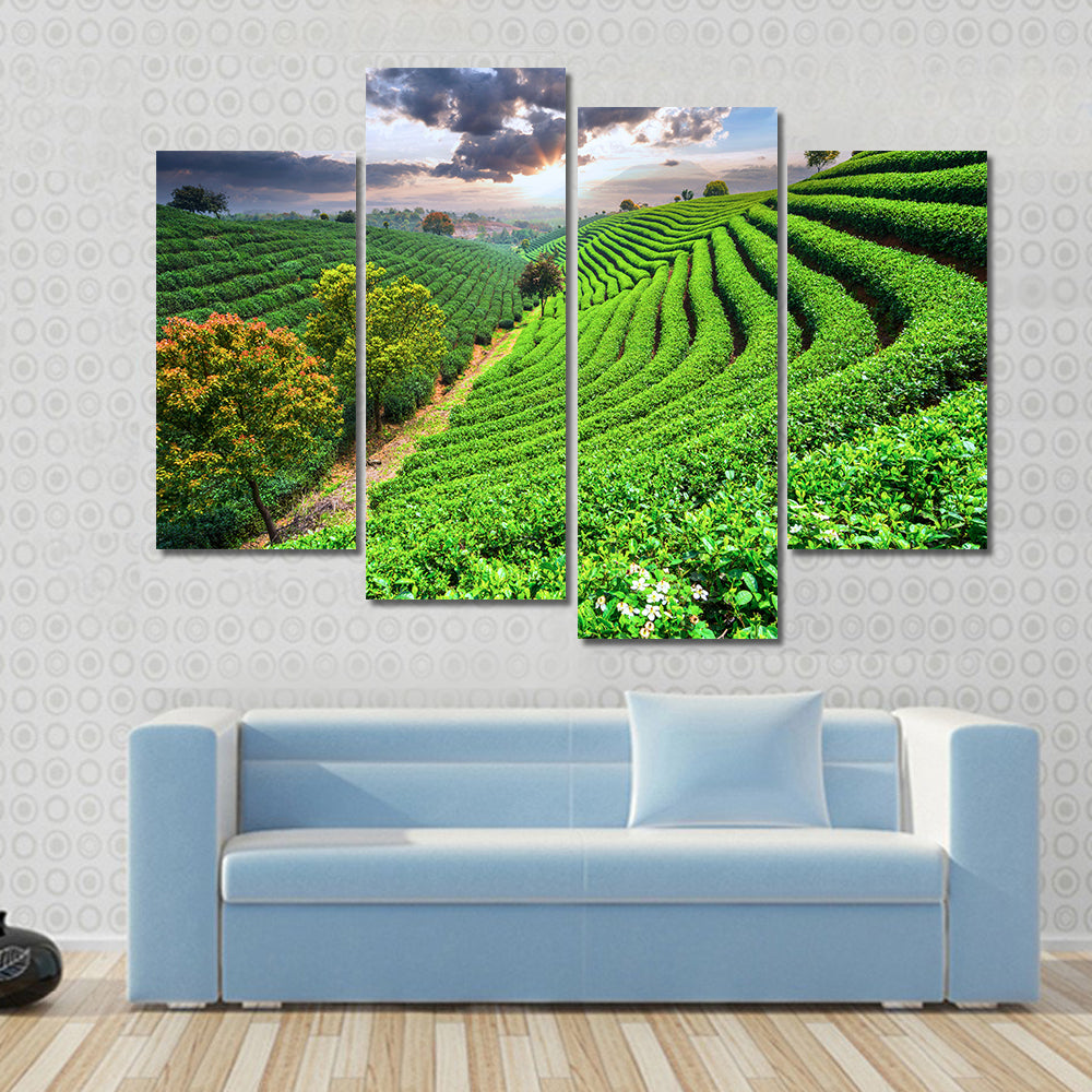 Tea Plantations under sky during sunset Multi panel canvas wall art