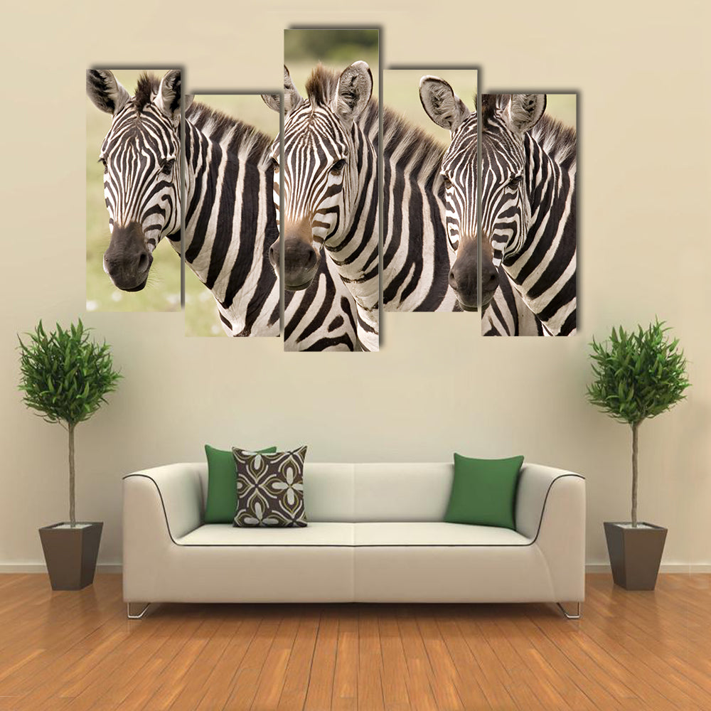 Three Zebras in a Row in Masai Mara Kenya Multi Panel Canvas Wall Art
