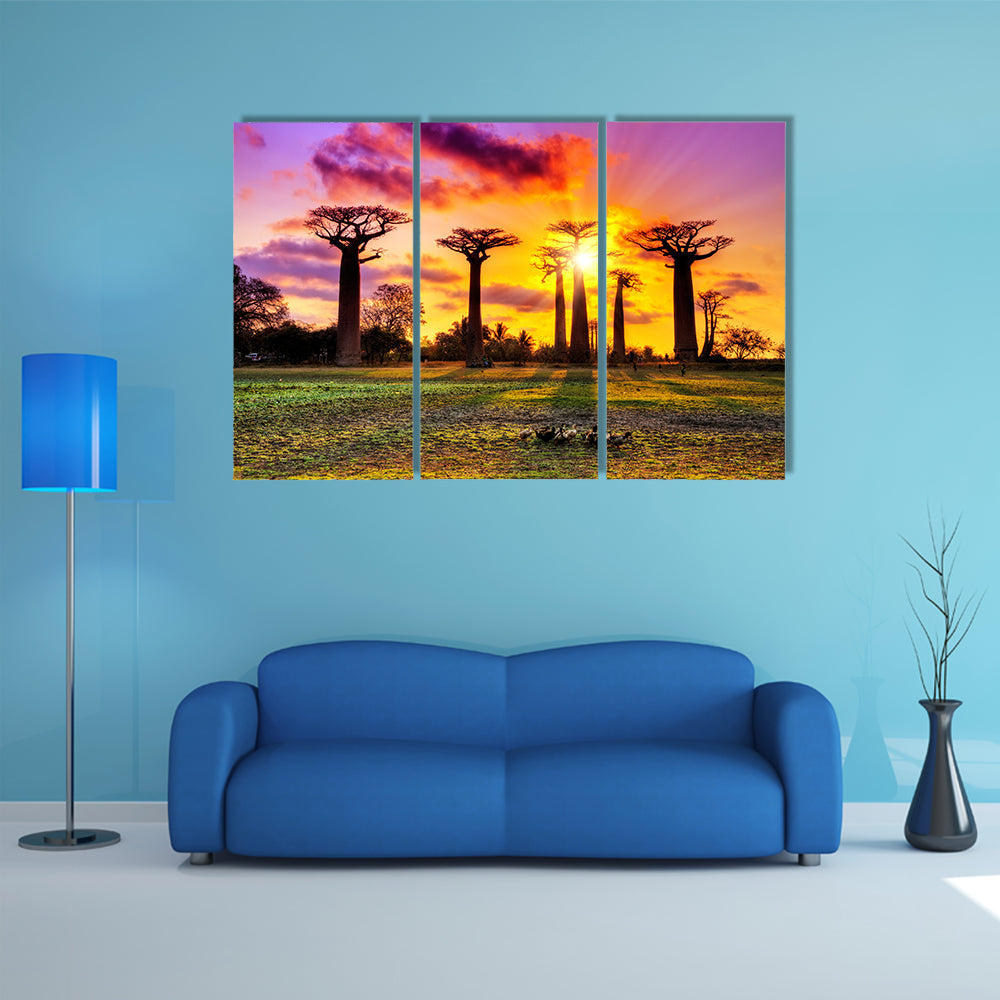 Beautiful Baobab trees at sunset at the avenue of the baobabs in Madagascar Multi Panel Canvas Wall Art