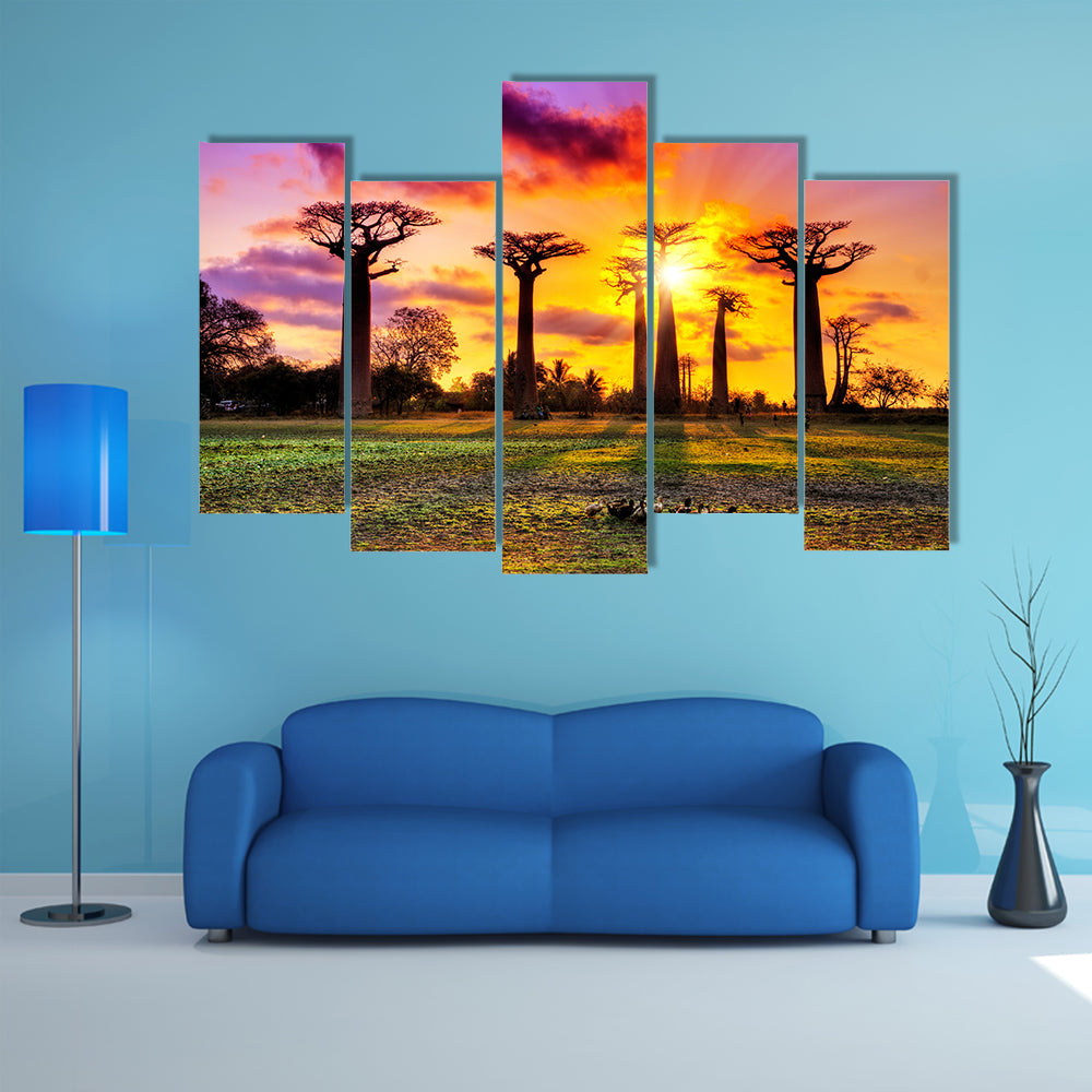 Beautiful Baobab trees at sunset at the avenue of the baobabs in Madagascar Multi Panel Canvas Wall Art