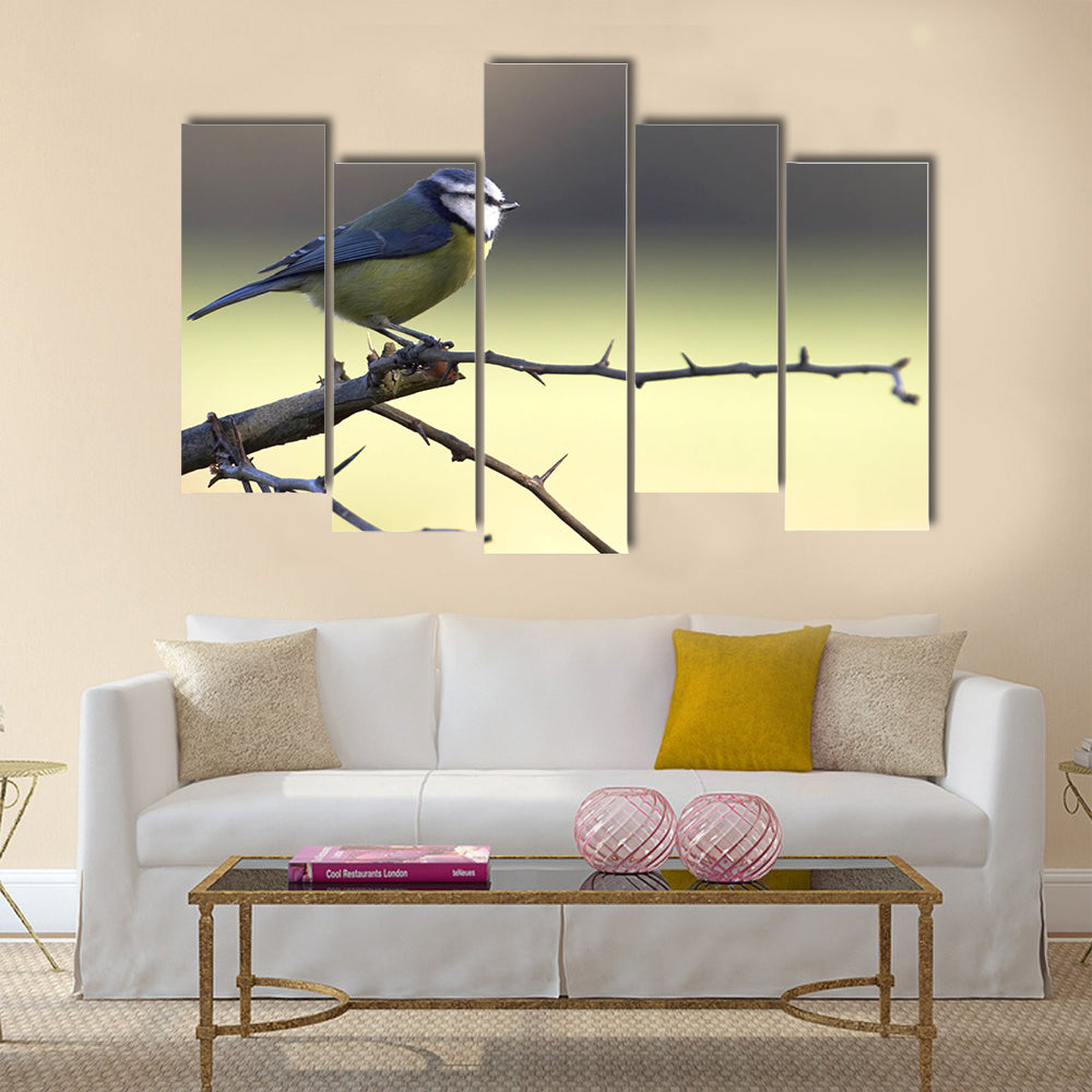 A Blue-Tit perched on a hawthorn branch on a winters day Multi panel canvas wall art