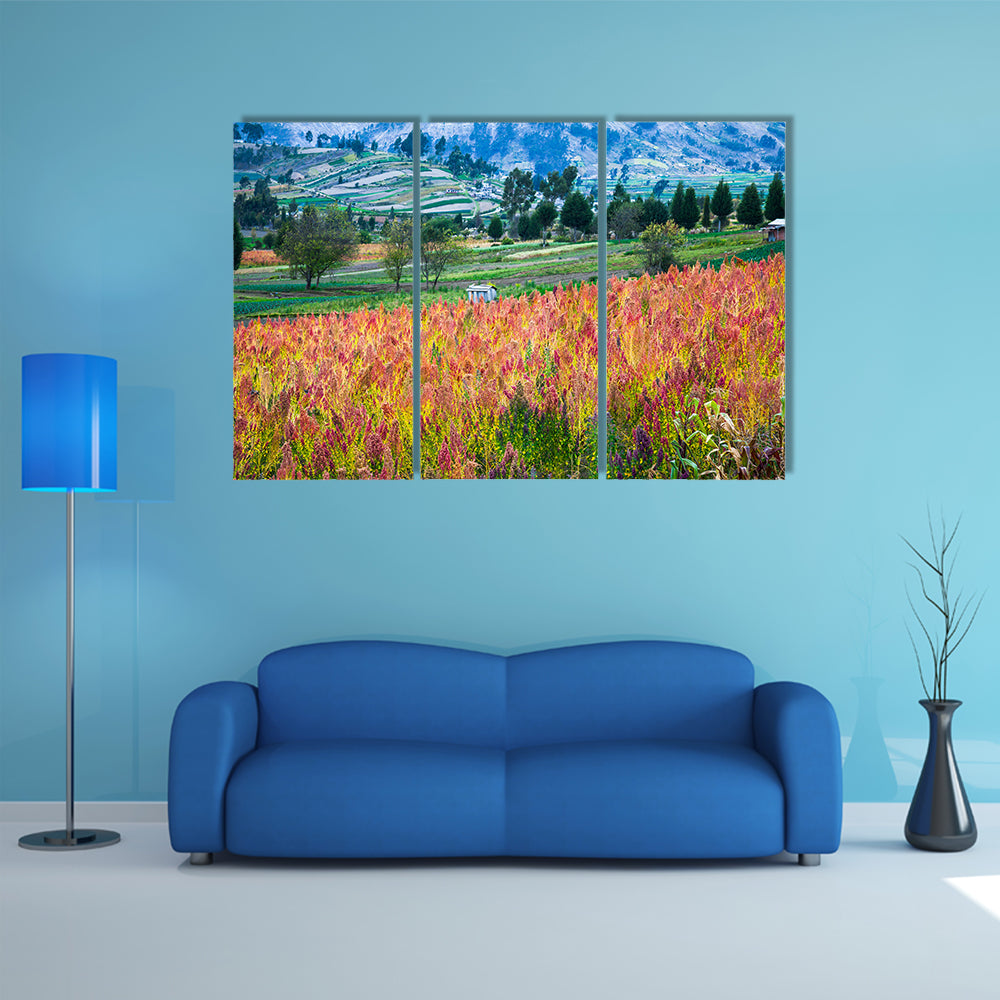 Quinoa cultivated fields, Riobamba, Chimborazo, Ecuador multi panel canvas wall art