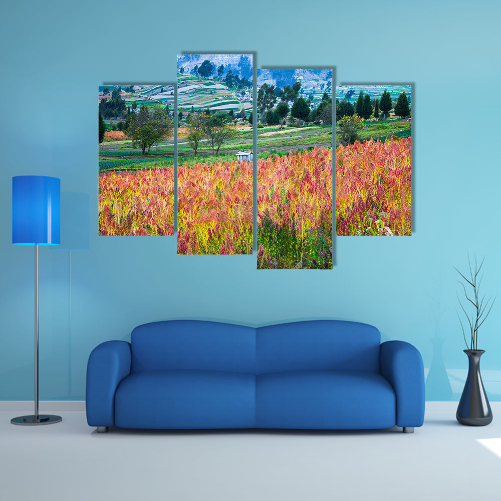 Quinoa cultivated fields, Riobamba, Chimborazo, Ecuador multi panel canvas wall art